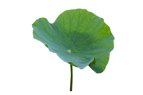 Lotus leaf Isolate collection of white background - Photo, Image