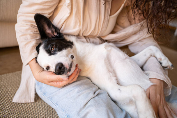 Cuddling with adorable black and white outbred dog. Pet enjoying her owner petting a dog reduces stress. Happy moment at home with dog . slow life concept. Blue jeans - Photo, Image