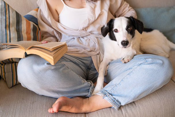 Reading with dog. White and black dog looking at camera while lying on laps of owner woman in blue jeans. Weekend hobby time foe relax and rest.  - Fotó, kép
