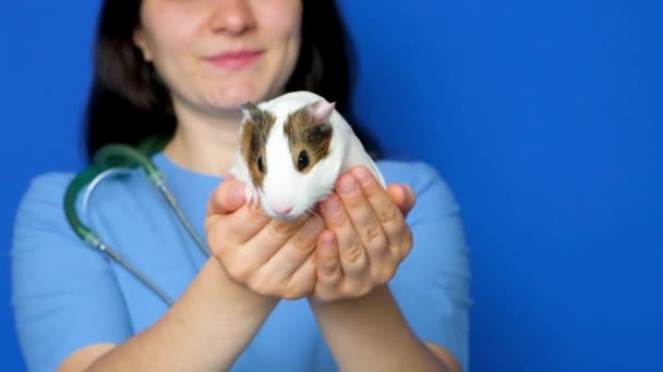 Ein kleines weißes Meerschweinchen in den Händen eines Tierarztes auf blauem Hintergrund. - Filmmaterial, Video