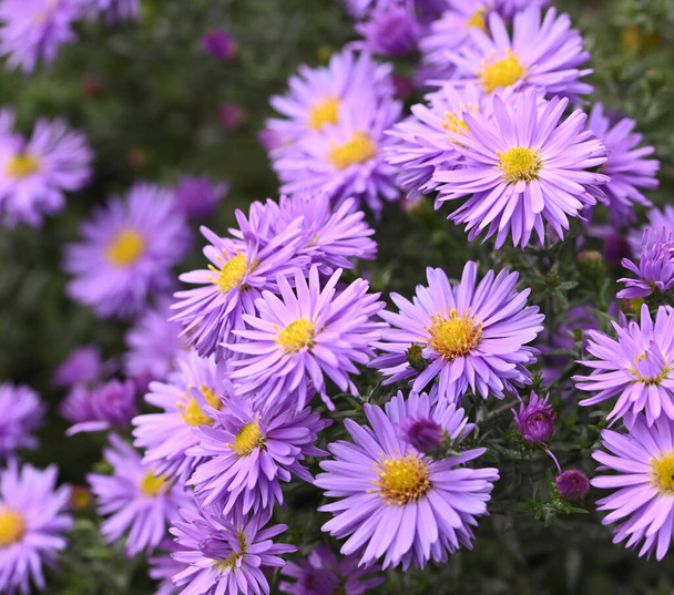 Beautiful close-up of aster amellus - Photo, Image