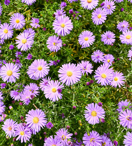 Beautiful close-up of aster amellus - Photo, Image