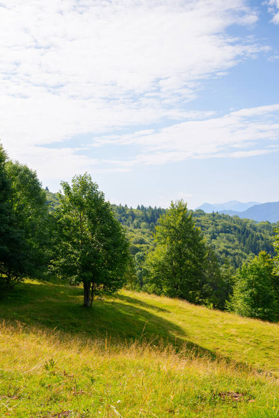 trees on the hillside glade. sunny morning scenery of carpathian mountains - Photo, image