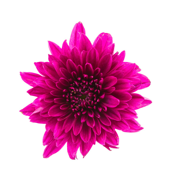 Fiore viola
 - Foto, immagini