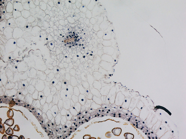 micrografia de lírio antera
 - Foto, Imagem