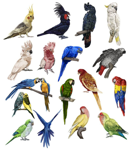 egy nagy adag papagáj. Papagájfajok reális illusztrációja. Kiváló minőségű illusztráció - Fotó, kép