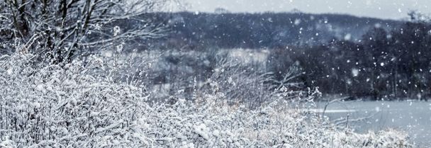 Winterlandschap met besneeuwde struiken en bomen bij de rivier tijdens een zware sneeuwval - Foto, afbeelding