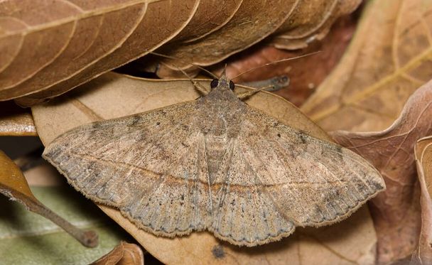 Velvetbean Moth (Anticarsia gemmatalis) s rozevřenými křídly, skrytými v odumřelých listech. Společné druhy vyskytující se ve státech Perského zálivu. - Fotografie, Obrázek