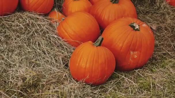 Calabazas de Halloween y decoración navideña en temporada de otoño campo rural, cosecha de calabazas y agricultura estacional, al aire libre en la escena natural - Imágenes, Vídeo