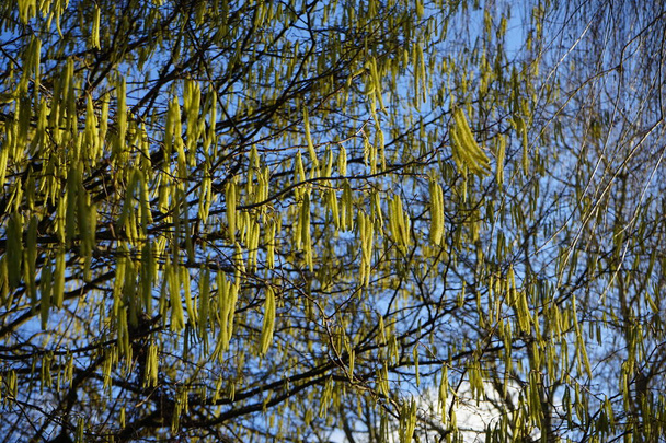 Corylus avellana v únoru. Corylus avellana, běžná líska, je druh kvetoucí rostliny čeledi Betulaceae. Berlín, Německo - Fotografie, Obrázek