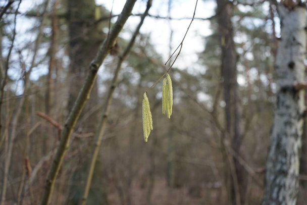 Corylus avellana a febbraio. La Corylus avellana, il nocciolo comune, è una specie di pianta da fiore della famiglia delle Betulaceae. Berlino, Germania - Foto, immagini