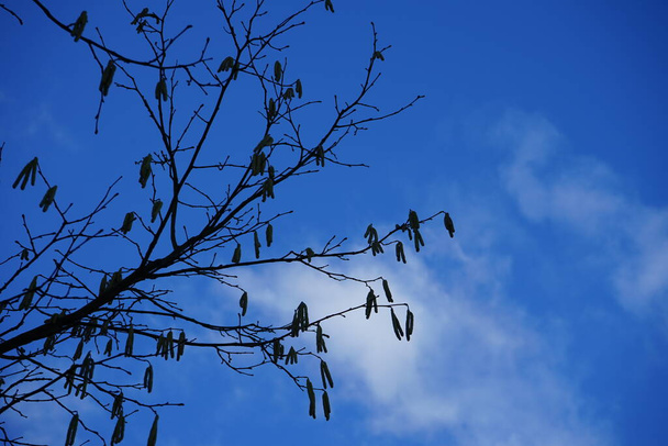 Corylus avellana en febrero. Corylus avellana es una especie de planta fanerógama perteneciente a la familia Betulaceae. Berlín, Alemania  - Foto, Imagen