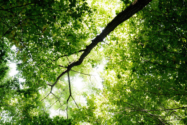 summer forest trees. nature green wood sunlight backgrounds. - Fotó, kép