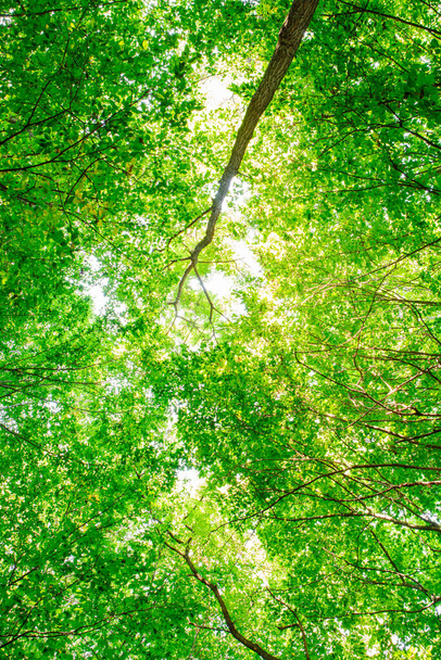 summer forest trees. nature green wood sunlight backgrounds. - Photo, image