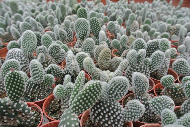 Kaktusz a pot Cameron Highland Malajziában - Fotó, kép