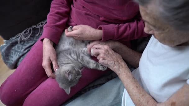 Seniore femme et sa fille mature jouent avec un mignon chaton écossais à l'oreille droite à la maison sur le canapé. Le sujet de la thérapie animale pour la démence. Fille rend visite à sa vieille mère dans une maison de retraite.  - Séquence, vidéo