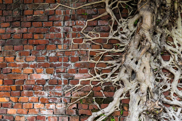 Root na mur z cegły - Zdjęcie, obraz