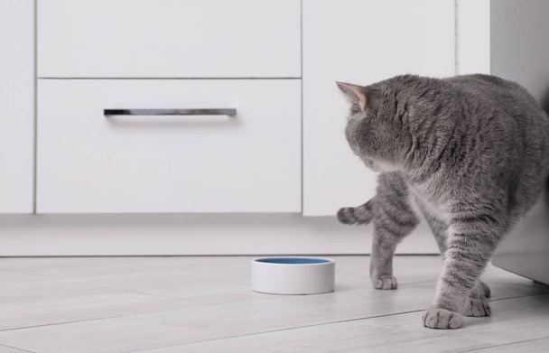 Cute Scottish straight cat near feeding bowl at home. Space for text - Valokuva, kuva