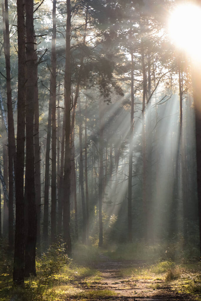 Majestic view of forest with sunbeams shining through trees in morning - Photo, image