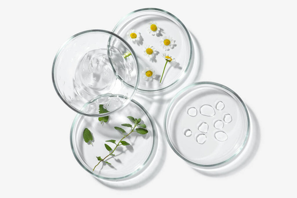 Petri dishes with different plants and cosmetic products on white background, top view - Foto, imagen