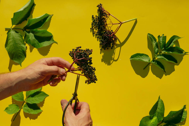 Elderberry bunch and garden metal shears in hands over a light yellow background.Sambucus berries.Berries of black elderberry and elderberry leaves on a yellow background.Hard shadow.healing plant  - Photo, Image