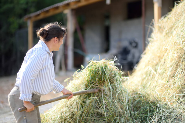 Mature female farmer turns the hay for cow with apitchfork on the backyard of farm. Growing livestock is a traditional direction of agriculture. Animal husbandry - Photo, image