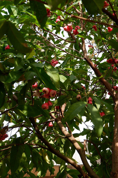 manzana rosa (manzana de agua o guayaba de agua) en el árbol - Foto, imagen