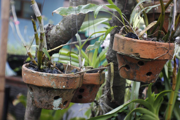 a container made of soil for growing orchids. - Фото, изображение