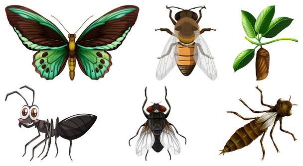 Sammlung verschiedener Insektenvektorillustrationen - Vektor, Bild