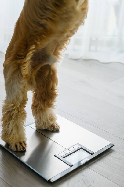 Le chien se tient debout avec ses pattes arrière sur les écailles du sol. Concept de soins de santé pour animaux, problème d'obésité animale et contrôle de l'alimentation. - Photo, image