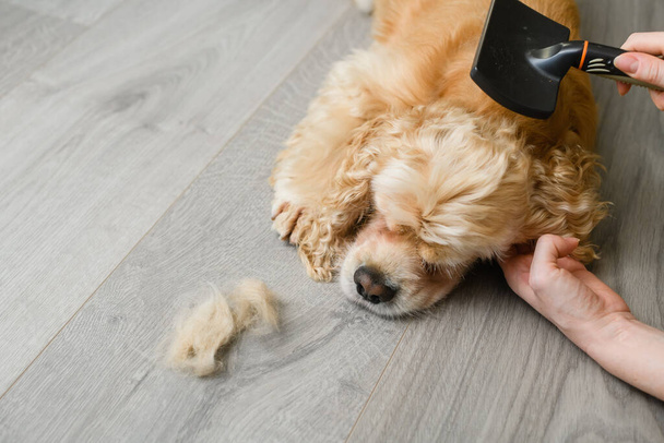 Een vrouw die haar hond poetst. Huisdierenzorg concept. Schattige Amerikaanse Cocker Spaniel liggend op de vloer thuis. - Foto, afbeelding