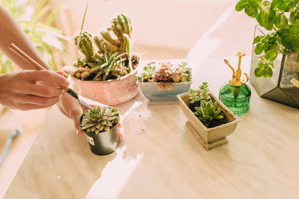 home plants, succulents and cacti, transplant plants into pots - Photo, image