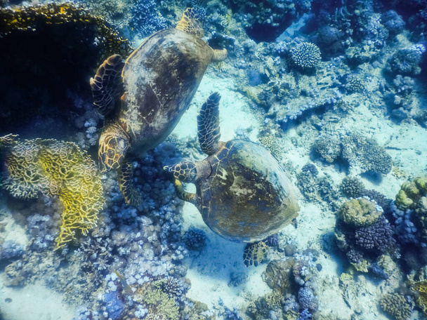 due tartarughe marine verdi che si librano insieme nell'egitto rosso del mare - Foto, immagini