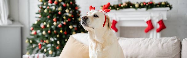 Labrador con fascia natalizia seduta sul divano di casa, striscione  - Foto, immagini