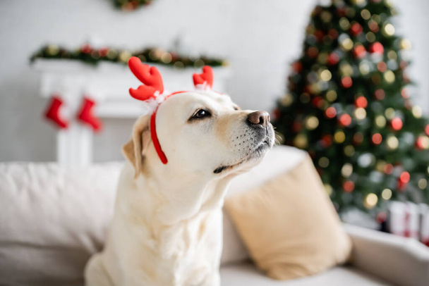 Labrador with christmas headband looking away on blurred couch in living room  - Фото, изображение