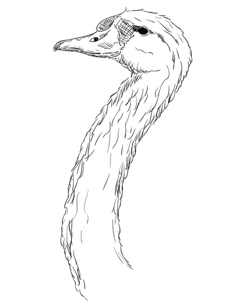  A swan head - Wektor, obraz