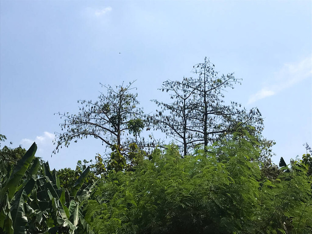 kapuk tree isolated with blue sky - Photo, Image