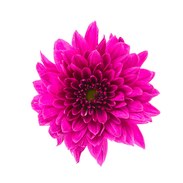Όμορφο μωβ λουλούδι - Φωτογραφία, εικόνα