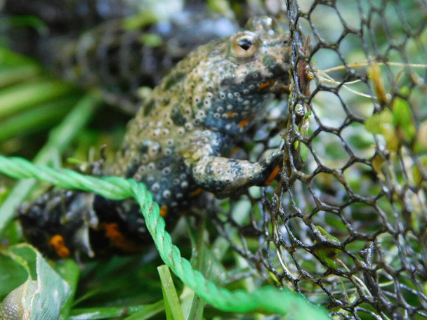 European fire-bellied toad Bombina bombina species of fire-bellied toad native to eastern parts of mainland Europe, where it can be found near waterbodies such as ponds and marshes - Photo, Image