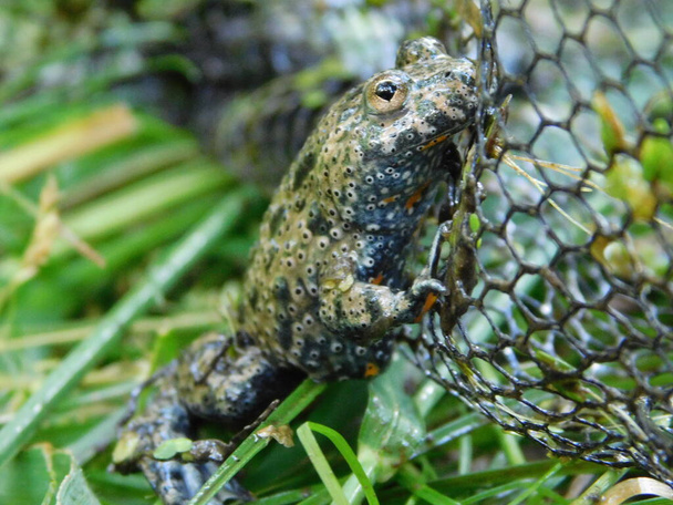 European fire-bellied toad Bombina bombina species of fire-bellied toad native to eastern parts of mainland Europe, where it can be found near waterbodies such as ponds and marshes - Photo, Image