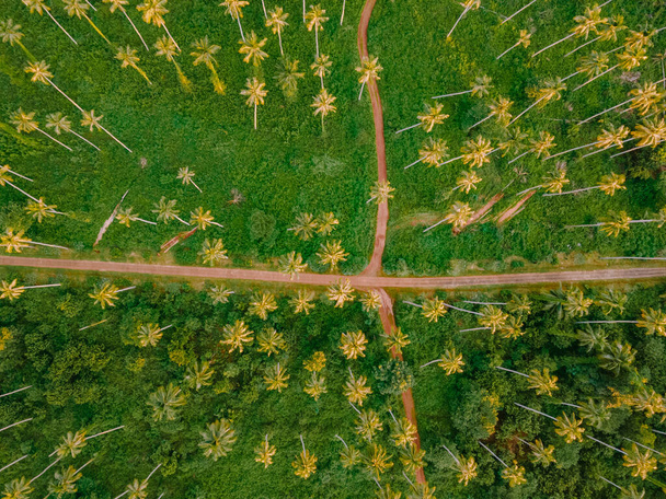 Vista aérea del dron sobre enormes palmeras largas en la isla de Koh Mak Tailandia. Fondo verde con palmeras - Foto, Imagen