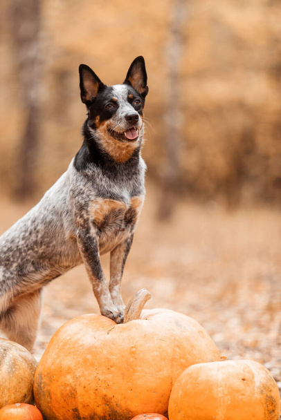 Dog with pumpkins. Halloween holidays. Australian Cattle Dog Dog with pumpkin. Harvest. Thanksgiving day. Blue Heeler dog  - 写真・画像