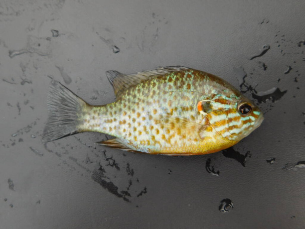 Lepomis gibbosus pumpkinseed, also referred to as pond perch, common sunfish, punkie, sunfish, sunny, and kivver, is a small/medium-sized North American freshwater fish of the genus Lepomis, from fam - Photo, Image