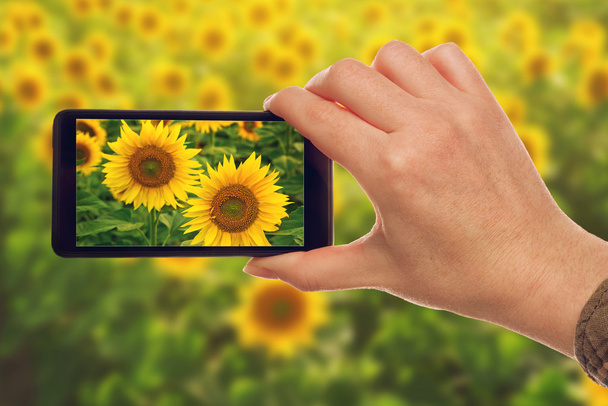 Making snapshots of sunflowers with mobile smart phone - Fotoğraf, Görsel