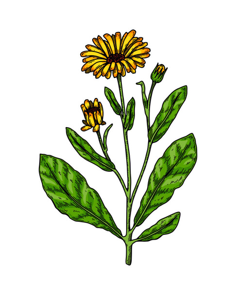 Hand drawn calendula flowering plant isolated on white background. Vector illustration in colored sketch style. Botanical design element - Vettoriali, immagini