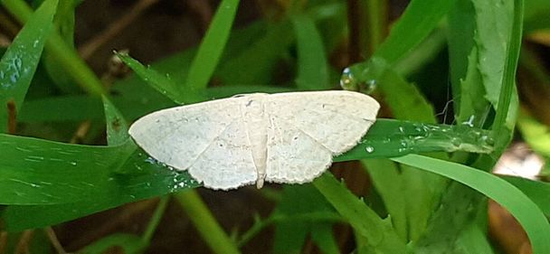Cream Wave veya Scopula Floslactata, Geometridae familyasından bir kelebek türü. Çoğunlukla ormanlık ve orman bölgelerinde bulunur.. - Fotoğraf, Görsel