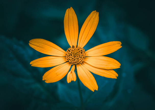 Sárga virág zöld háttér - Fotó, kép