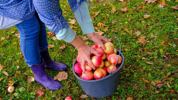 Nainen poimii omenoita ämpäriin. Musta ämpäri luonnon punainen omenat vihreä ruoho taustalla. Kokonainen ämpäri punaisia omenoita.. - Valokuva, kuva