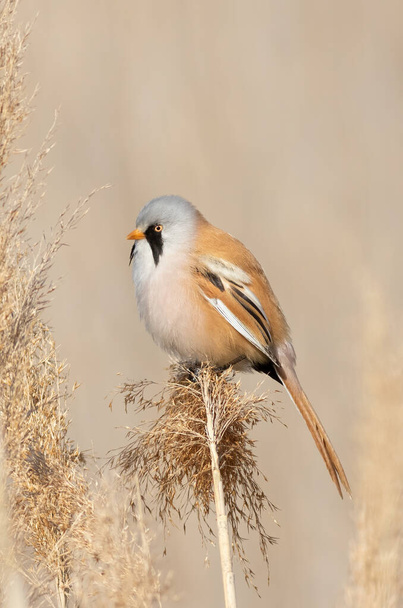 Bearded reedling, Panurus biarmicus. The male sits on top of a reed on the riverbank - Zdjęcie, obraz