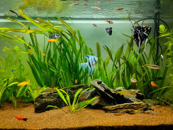 mooie vissen zwemmen in een beplant tropisch zoetwateraquarium - Foto, afbeelding